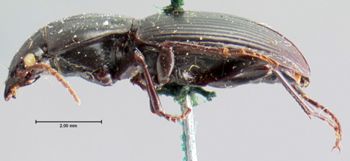 Media type: image;   Entomology 5614 Aspect: habitus lateral view